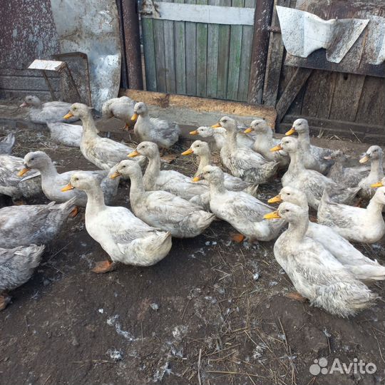 Куры несушки и петушки