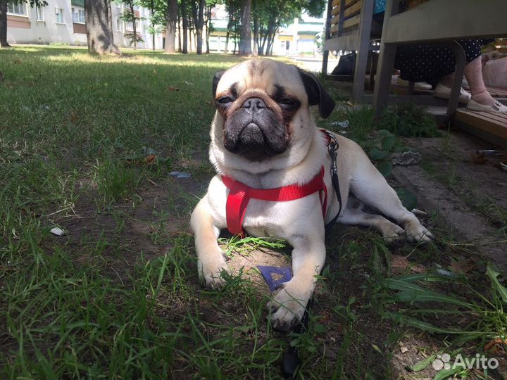 Вязка Мопс кобель