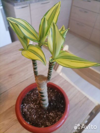 Пальма, хлорофитум, золотой ус