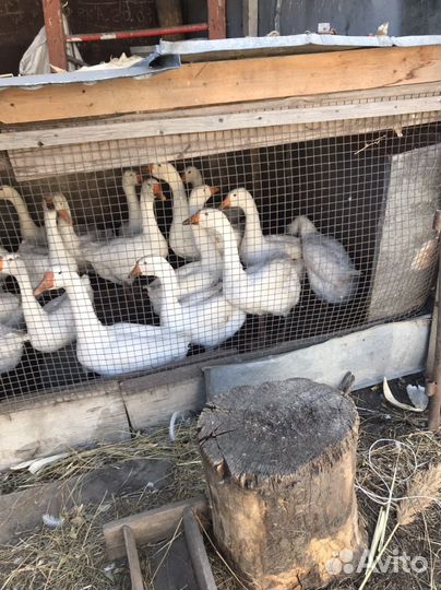 Гуси оптом