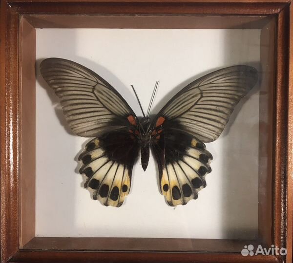 Бабочки в рамках