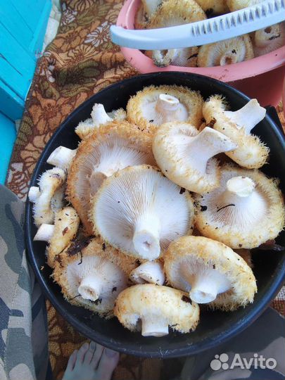 Грибы сырые грузди