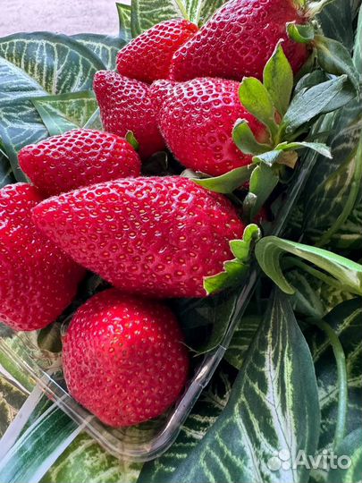 Свежая клубника Турция