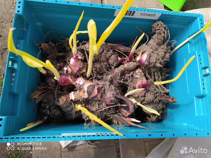 Многолетники садовые