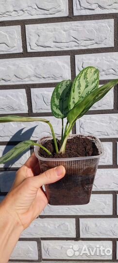 Комнатное растение Аглаонема