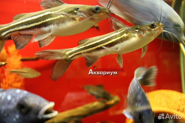 Сомики разные. Аквариумные рыбки