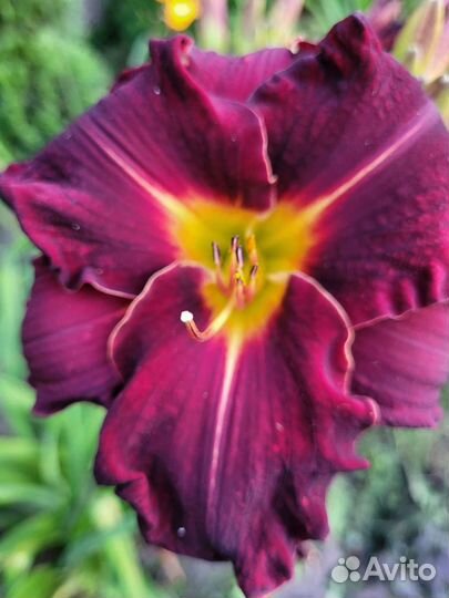 Лилейники сортовые