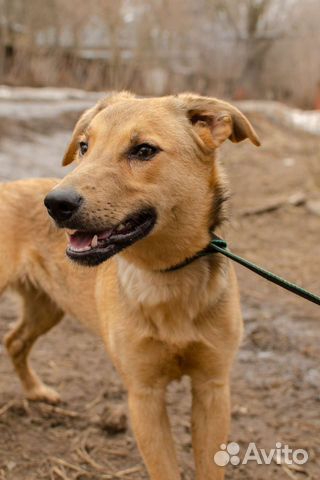 Щенок Лита в добрые руки