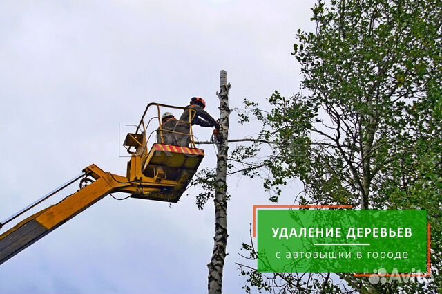 Вырубка, обрезка и удаление деревьев в Коломне