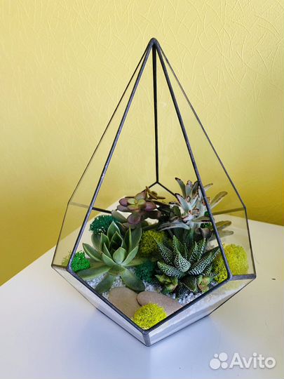 Флорариум Капля Суккуленты Подарок