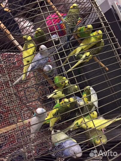 Волнистые попугаи