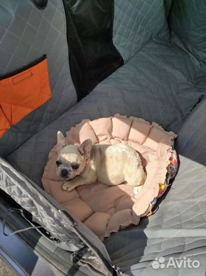 Зоотакси. Перевозка животных