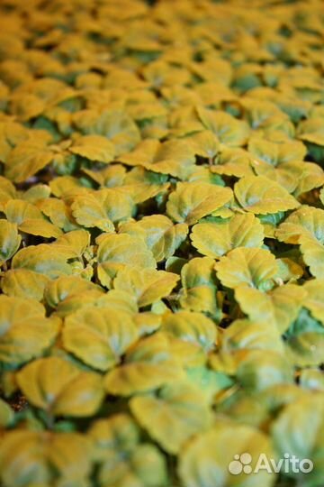 Рассада цветочная, Сеянцы и Черенки