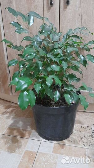 Фикусы бенджамина