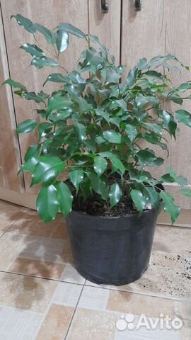 Фикусы бенджамина