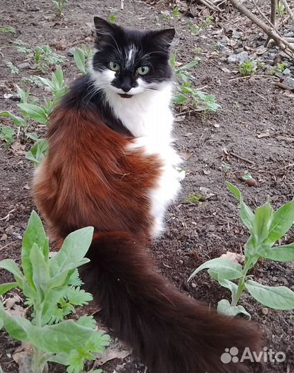 Отдам в добрые руки