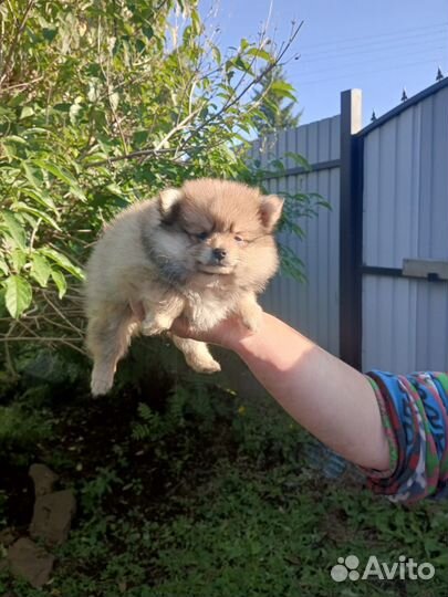 Малый немецкий шпиц щенки
