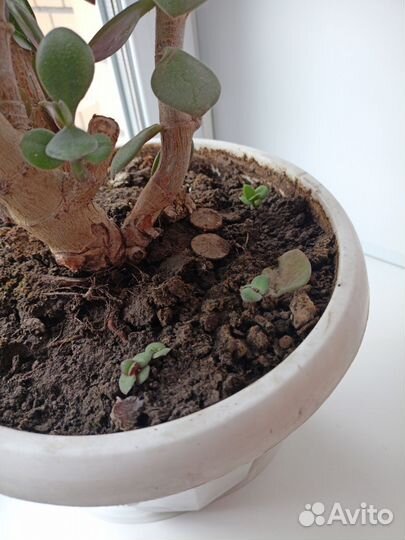 Толстянка (женское счастье)