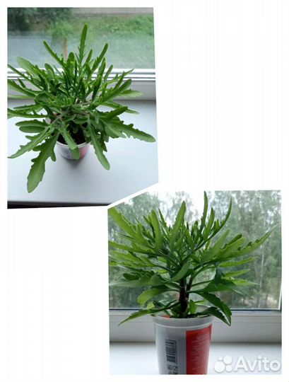 Каланхоэ лациниата (оленьи рожки)