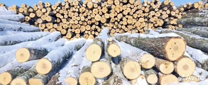 Лес Кругляк Сона Пихта с доставкой