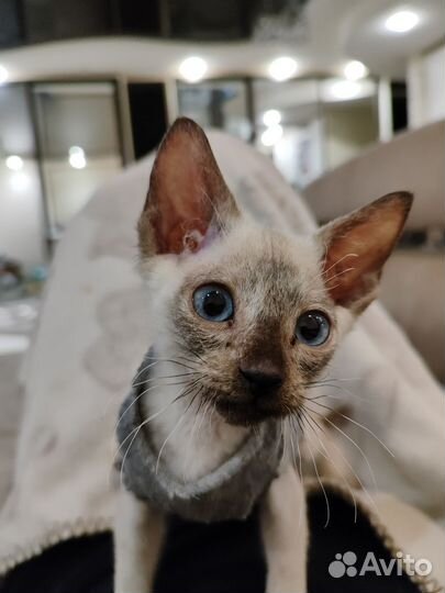 Сфинкс браш