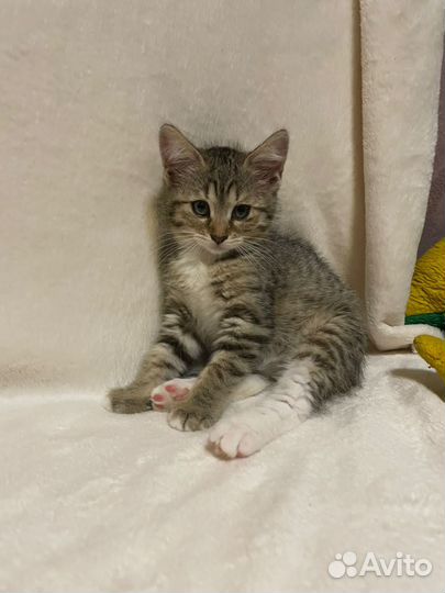 Котята в добрые руки бесплатно