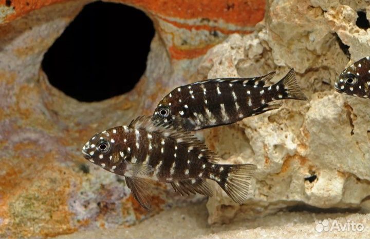 Трофеус звездчатый