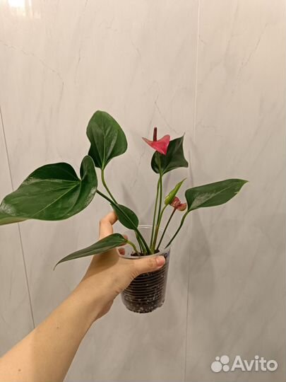 Антуриум Сирано