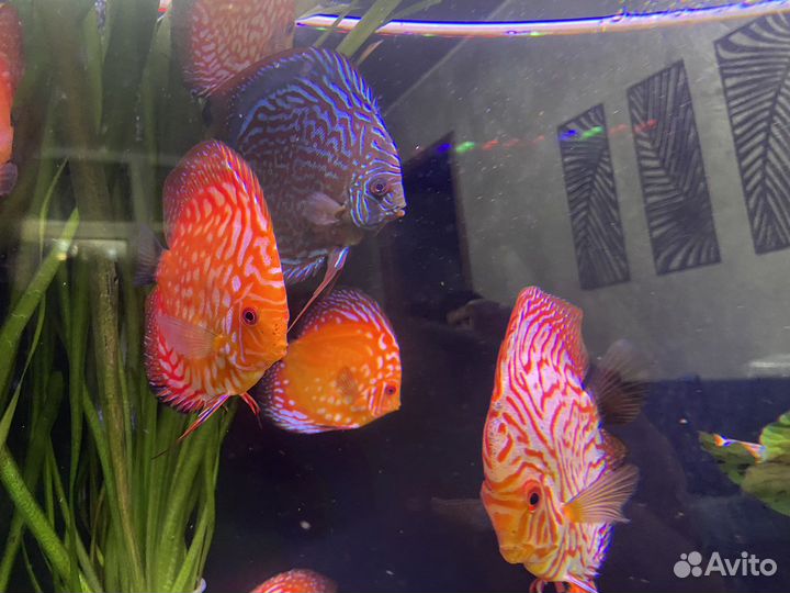 Дискусы, стурисомы