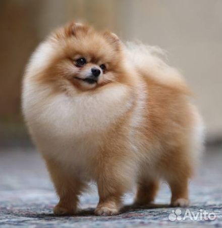 Щенок породы шпиц