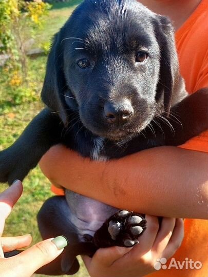 Очаровательные щенки лабрадора в добрые руки