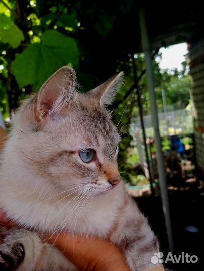 Ласковый котик в добрые руки