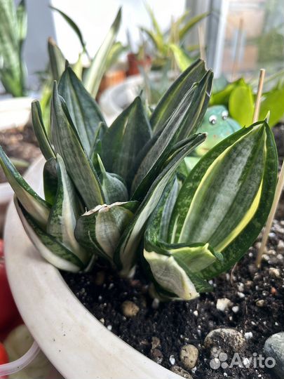 Сансевиерии сортовые разные