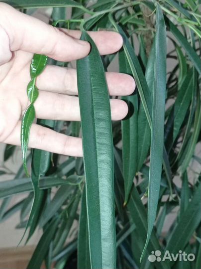 Фикус Али 2 шт в горшке 0.75 л