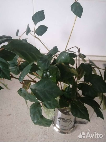 Циссус ромбовидный, берёзка, комнатное растение