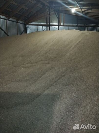 Зерно пшеница