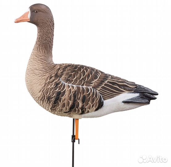 Чучела гусь белолобый 6шт DM-100501