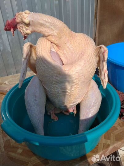 Мясо индейки