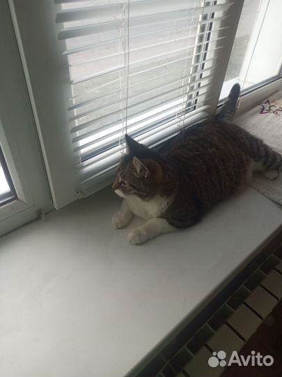 Кошка в добрые руки бесплатно