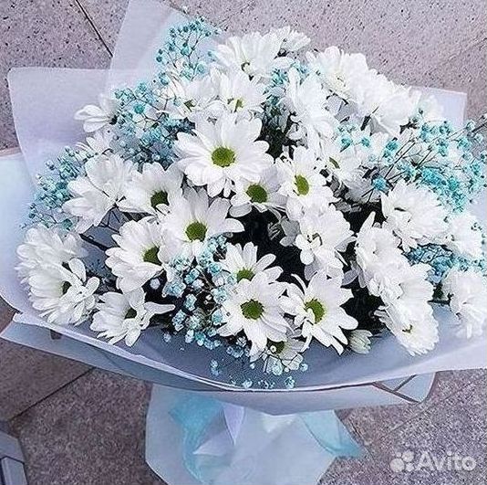 Хризантема