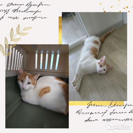 Замечательный котенок ищет дом