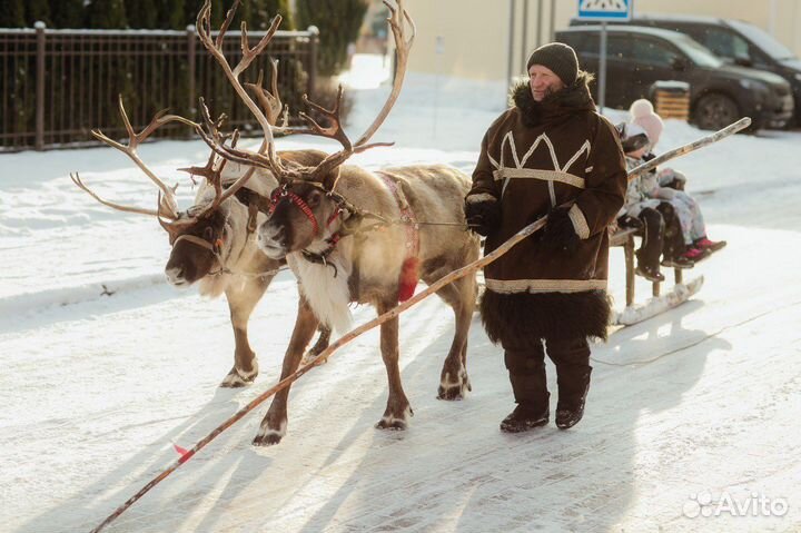 Катание на оленях