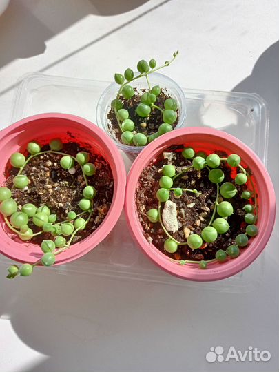 Крестовник роули