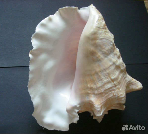 Ракушка океаническая большая