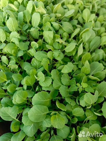 Рассада капусты