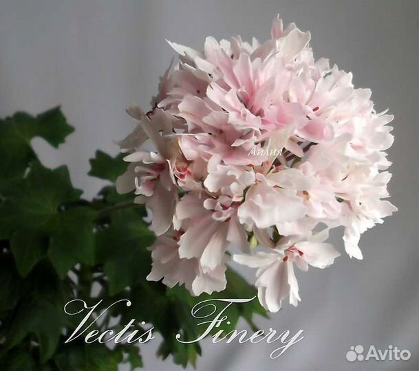 Пеларгонии сортовые