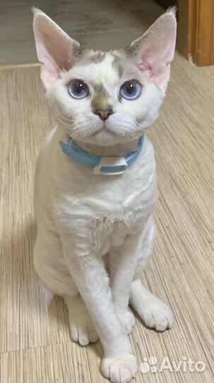 Девон-рекс вязка