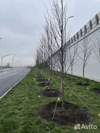 Деревья крупномеры