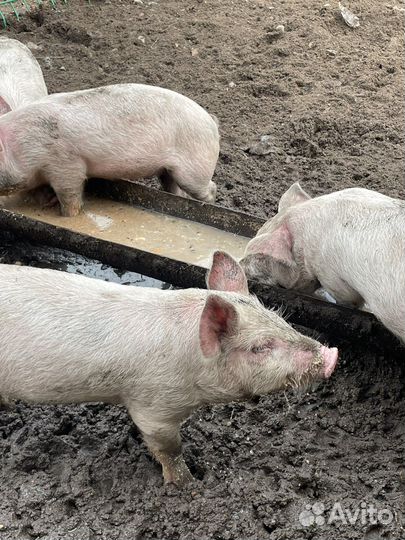 Поросята 2 месяца