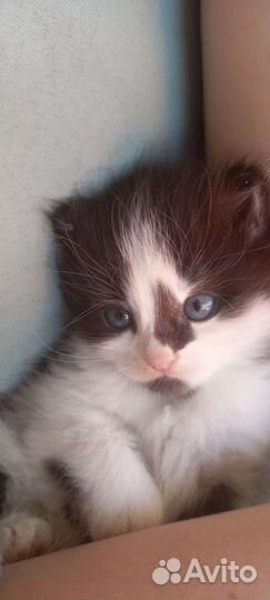 Маскарадные котята
